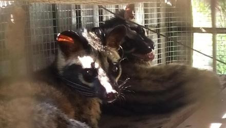 Cá thể cầy vòi hương thu giữ được sau khi lâm tặc vứt gùi bỏ chạy. Ảnh: Pháp luật Việt Nam.