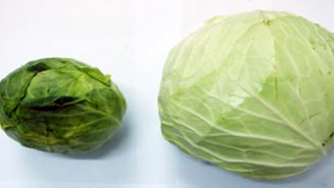Bắp cải Trung Quốc (bên trái) và bắp cải Đà Lạt.