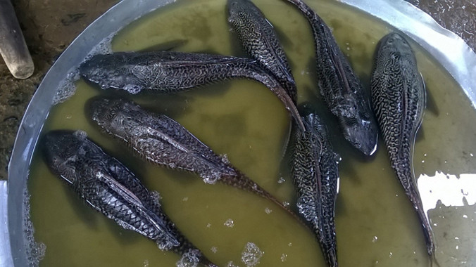 Cá lau kiếng được bán ở chợ Tam Nông, Đồng Tháp. Ảnh: N.B.