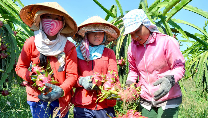 Thu hoạch thanh long trái vụ ở xã Hàm Hiệp, huyện Hàm Thuận Bắc, tỉnh Bình Thuận.