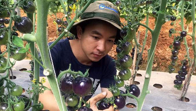 Anh Đăng trong vườn cà chua đen của mình.