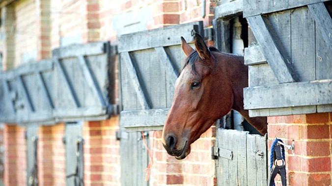 Báo động ngựa bị lạm dụng tình dục