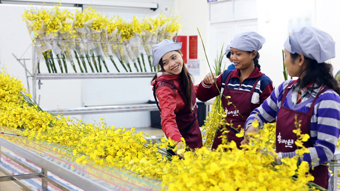 Sơ chế lan vũ nữ để xuất đi Nhật.