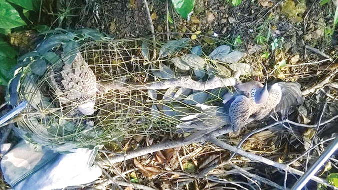 Một con chim cu gáy bị sập bẫy.