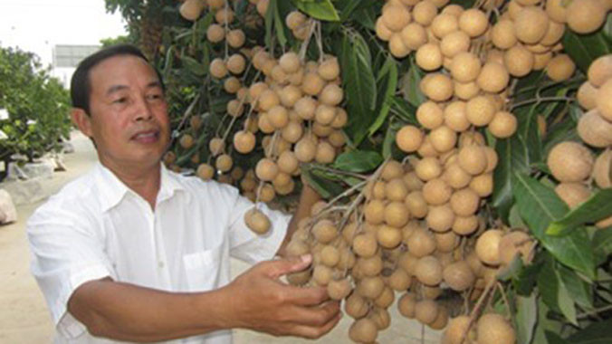 Hành trình 40 năm đưa nhãn chín muộn xuất ngoại