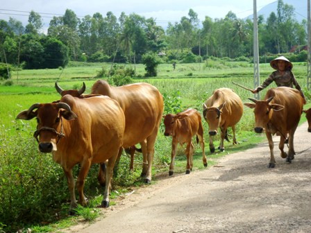 Nhiều hộ dân xã Mỹ Châu (huyện Phù Mỹ, Bình Định) không được nhận BHYT miễn phí.