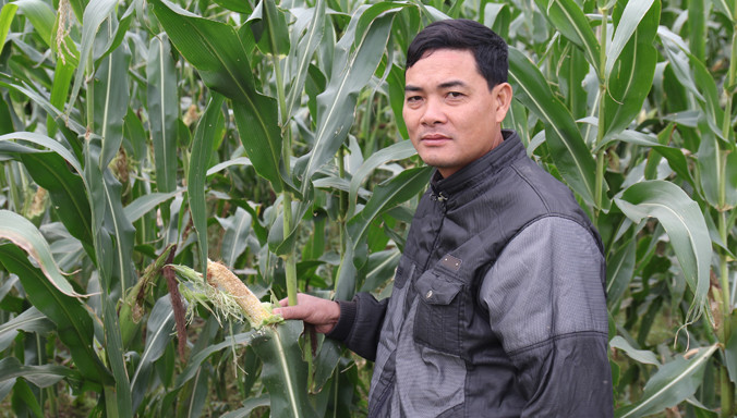 Đồng ngô của người dân Diễn Châu, Nghệ An bị chuột phá hoại, dù đã được rải thuốc chuột.