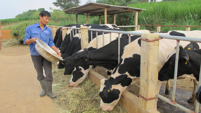 Bò sữa Mộc Châu tuân thủ quy trình chăm sóc để có chất lượng sữa tốt nhất.