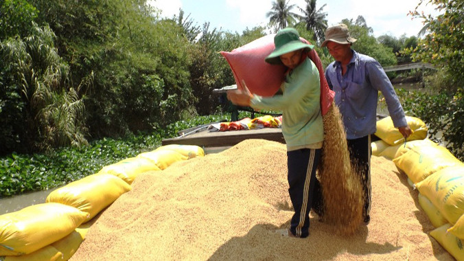 Công nhân vác lúa xuống ghe. Ảnh: Hòa hội.