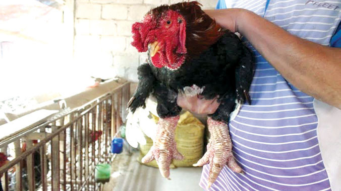 Gà Đông Tảo đang ngày một khẳng định thương hiệu của mình trên thị trường trong và ngoài nước.