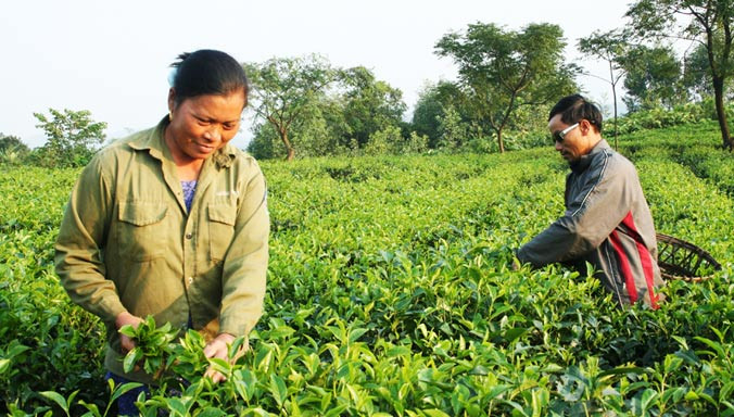 Đã có hơn 990 tỷ đồng được rót cho hơn 50 ngàn lượt hộ gia đình TNXP.