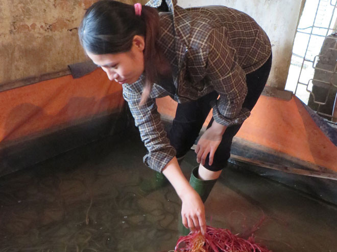 Các hộ nuôi lươn tại Hưng Nguyên mong chính quyền tới lấy mẫu xét nghiệm để minh chứng cho họ không dùng thuốc tránh thai của người để nuôi lươn như báo chí phản ánh. Ảnh: Việt Hương.