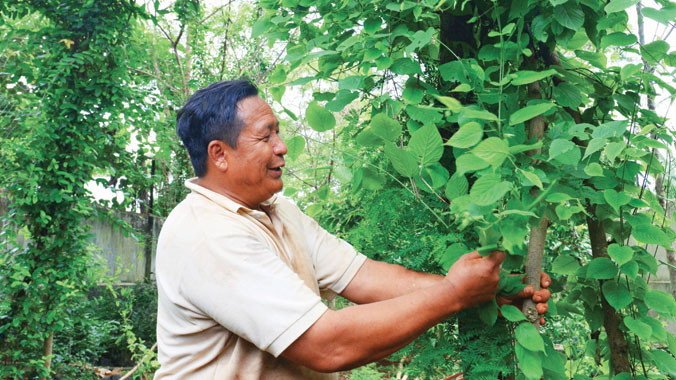 Niềm vui chăm cây thuốc quý.