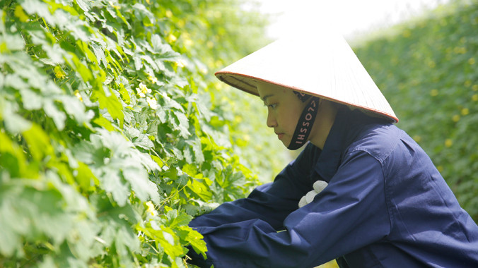 Rau củ quả VinEco được sản xuất theo tiêu chuẩn VIETGAP và GLOBALGAP.