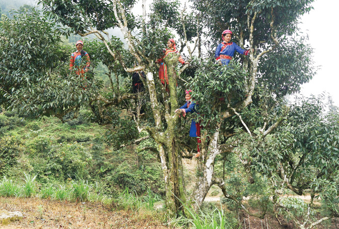 Điều bí hiểm về Bạch Trà hảo hạng Việt Nam