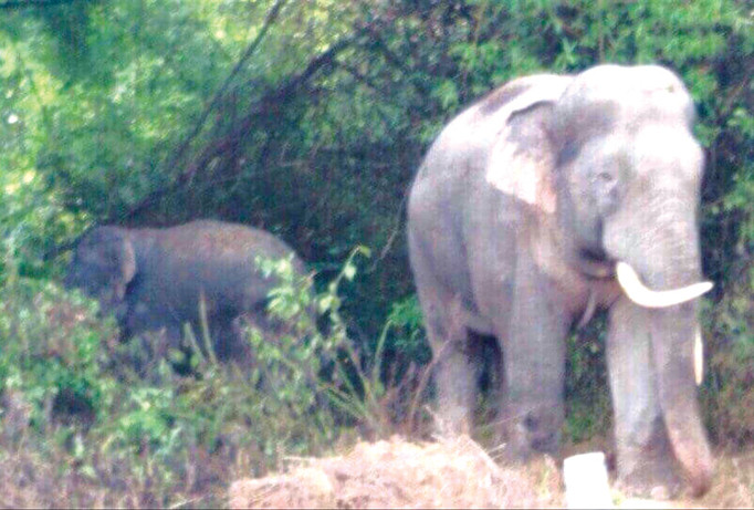 Lập hàng rào điện lên đến 14.000 vôn, voi - người chung sống hòa bình