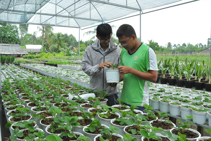 Anh Đào Hải Triều (bìa phải) giới thiệu cây dâu tây Đà Lạt trồng tại Sa Đéc.