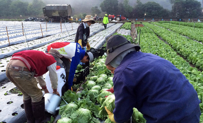 Thu hoạch xà lách vào sáng sớm rồi lưu trữ ở nhiệt độ thấp.