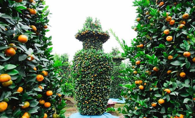 Cây quất cảnh hình lộc bình giá hàng chục triệu đồng.