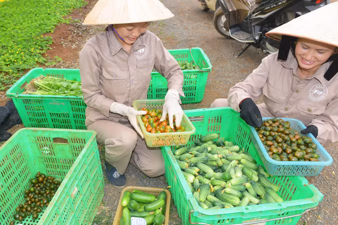 Rau quả hữu cơ rất ngon lành.