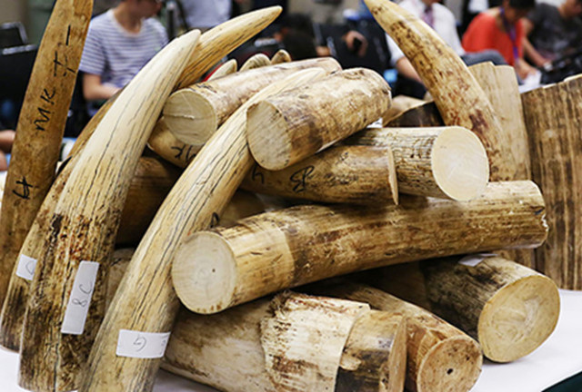 Vụ đánh tráo ngà voi: Lãnh đạo Cục Hải quan Hà Nội chỉ phải rút kinh nghiệm