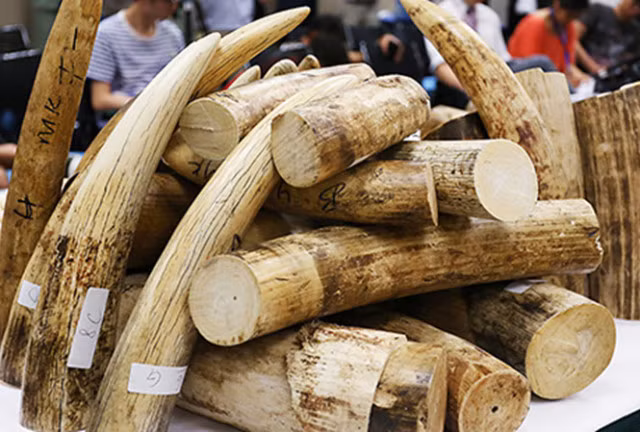 Vụ đánh tráo ngà voi: Lãnh đạo Cục Hải quan Hà Nội chỉ phải rút kinh nghiệm