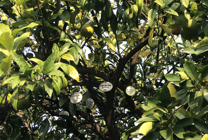 Thăm vườn cây Hữu nghị tại Sochi - LB Nga