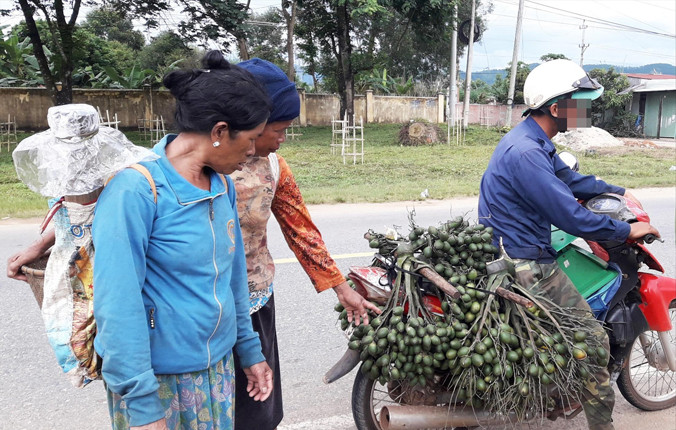Thương lái chạy hàng trăm kilômét đi mua cau non để bán sang Trung Quốc.