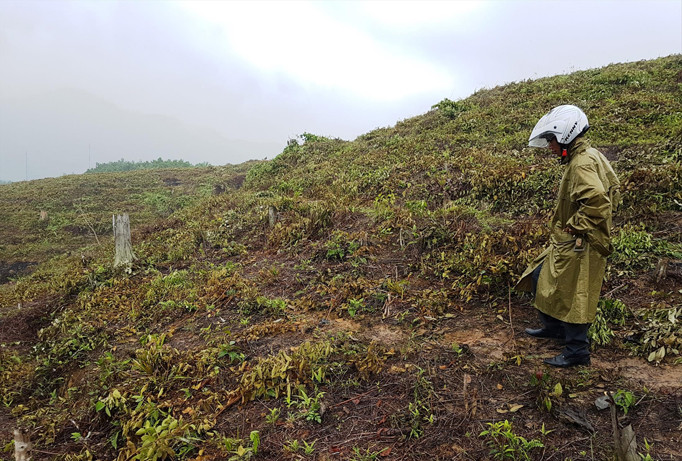 Nhiều diện tích đất trồng cao su bỏ hoang hoặc không chăm sóc khiến người dân bức xúc. Ảnh: H. Văn.