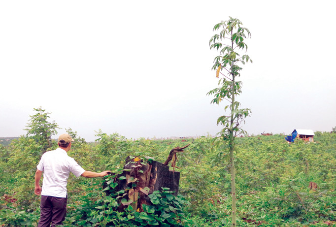 Cây rừng bị triệt hạ trên đất rừng mà ông Tình đã bán lại cho bà Thu Anh.