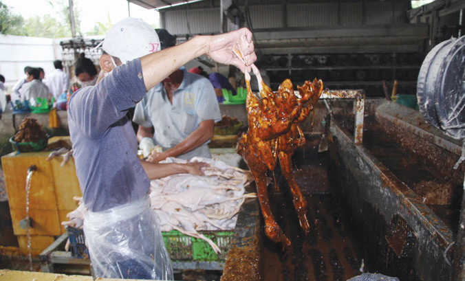 Những con vịt được nhúng vào dung dịch màu nâu đen. Ảnh: Nhật Huy.