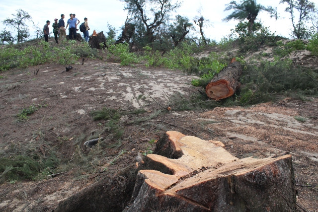 Tìm ra thủ phạm vụ 'gần 3.000m2 rừng thông đặc dụng 'bốc hơi'' 