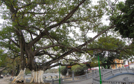 Siết việc phong danh hiệu của các hội