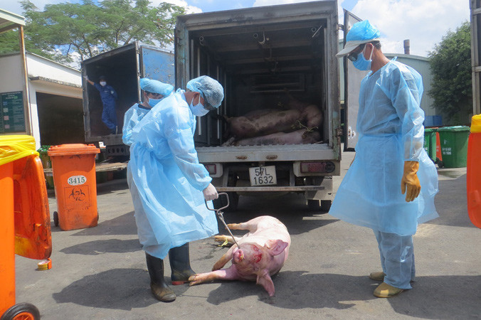 Thanh tra Bộ NN&PTNT đã phối hợp với lực lượng công an phát hiện, xử lý việc bơm thuốc an thần cho trên 3.000 con heo tại lò mổ Xuyên Á (TPHCM).