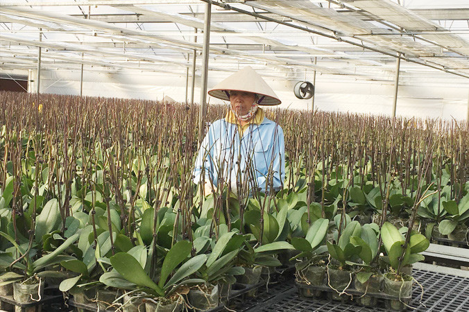 Mô hình trồng lan Hồ Điệp công nghệ cao tại Viện nghiên cứu Rau quả. Ảnh: Nghiêm Huê.