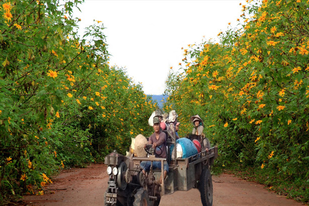 Tây Nguyên quyến rũ với mùa dã quỳ vàng rực