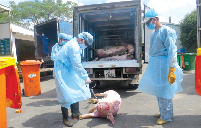 Nhân viên tiêu hủy heo bị tiêm thuốc an thần tại khu xử lý chất thải nguy hại nhà máy Đông Thạnh (Hóc Môn). Ảnh: U.P.