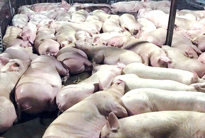 Bí thư TPHCM: Xử nghiêm cán bộ vụ lợn tiêm thuốc an thần 