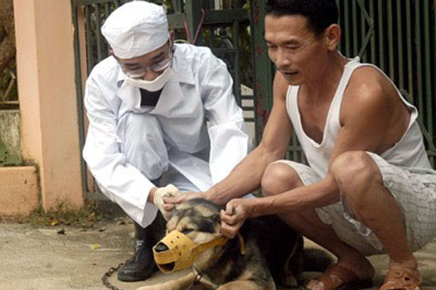 Tiêm phòng bệnh dại cho chó.