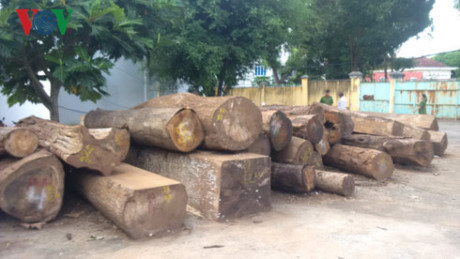 Trưởng công an xã cầm đầu băng nhóm phá rừng