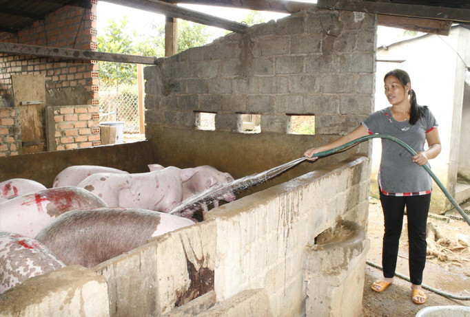 Chị Lục Thị Bình “mát tay” trong chăn nuôi.
