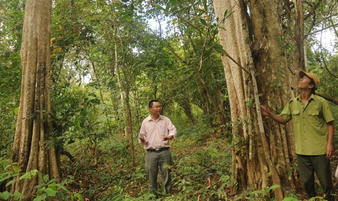 Nơi xây dựng NMTĐ Đrăng Phốk ở VQG Yok Đôn có hệ sinh thái đa dạng, nhiều loại gỗ quý. Ảnh: Lữ Hồ.