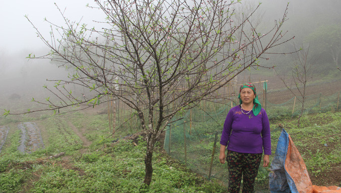 Đồng bào Mông ở Kỳ Sơn đang lo lắng vì đào nở sớm.