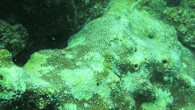 San hô bị chết dưới đáy biển Bắc Trung bộ. Ảnh: Viện Hàn lâm Khoa học và Công nghệ Việt Nam.