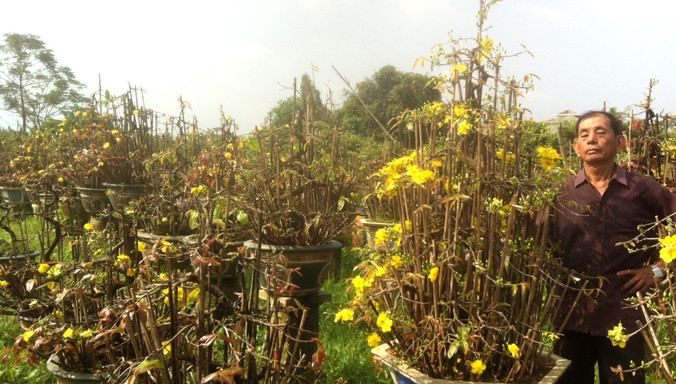Nhà vườn méo mặt vì mai bung nở trước Tết.