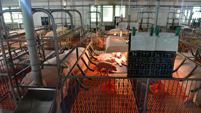 Mỗi cá thể lợn được lập trình chăm sóc riêng với bảng theo dõi hàng ngày.