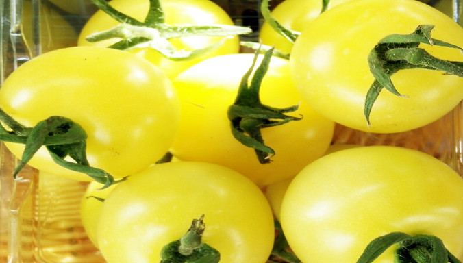 Cà chua giống mới chất lượng cao.