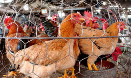 UBND các huyện, xã biên giới tổ chức kiểm soát chặt, cấm mọi hình thức vận chuyển buôn bán, vận chuyển gia cầm, sản phẩm gia cầm chưa kiểm dịch, xử lý nhiệt.