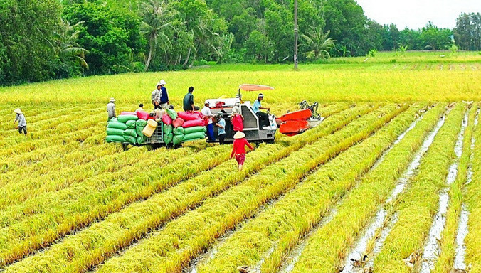 Đồng ruộng manh mún nông hộ đang là nút thắt lớn nhất đi lên nông nghiệp có thương hiệu. Ảnh: Sáu Nghệ.