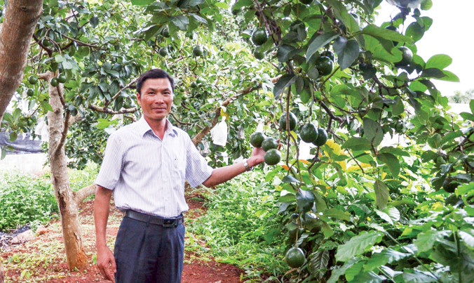 TS Hoàng Mạnh Cường với giống bơ Booth7.